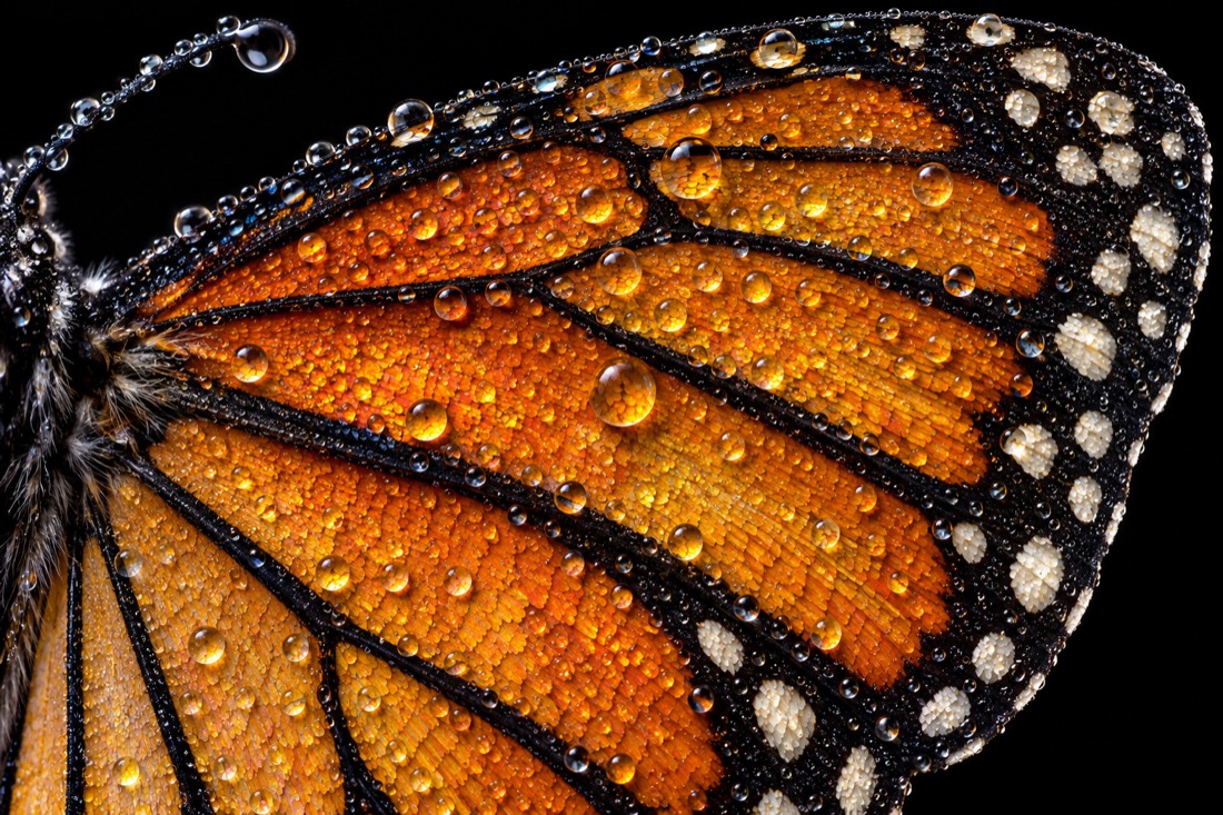 https://github.com/APIMART-12W22W/gpt-image2.5-api-gateway-apimart/blob/HEAD/Macro nature detail generated with GPT Image 2.5
