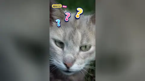 https://github.com/Vincentwei1021/mg-styles-15/blob/HEAD/Variety Captions: Miaowu Diary EP.07 · 9:16 vertical