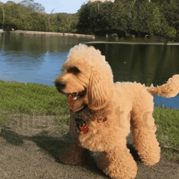https://github.com/camenduru/text-to-video-synthesis-colab/blob/HEAD/A goldendoodle playing in a park by a lake.