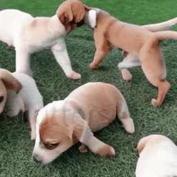 https://github.com/camenduru/text-to-video-synthesis-colab/blob/HEAD/A litter of puppies running through the yard.